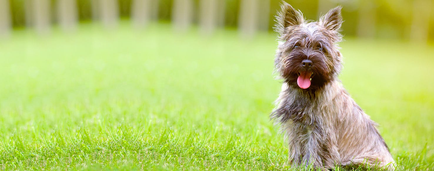 Dog Names Ending in ton Popular Male and Female Names Wag!